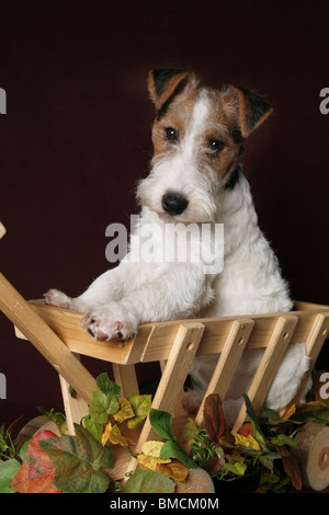 Foxterrier Welpe / Foxterrier Puppy Stock Photo