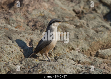 Juvenile Western Rock Nuthatch (Sitta neumayer), Lesvos (Lesbos), Greece Stock Photo