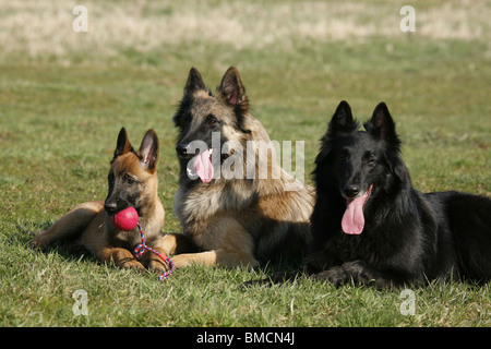 Belgische Schäferhunde / Belgian Sheepdogs Stock Photo