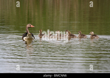 greylag goose (Anser anser), adult with chicks, Germany, Rhineland-Palatinate Stock Photo