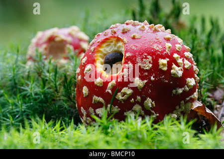 fly agaric (Amanita muscaria), two fly agarics with snail in moss, Germany, Rhineland-Palatinate Stock Photo