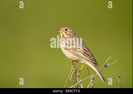 Corn Bunting in southern Kazakhstan, Central Asia Stock Photo