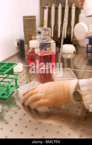 Scientist working with cells and cell medium in a laminar Stock Photo
