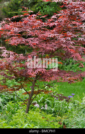 Japanese maple (Acer palmatum 'Atropurpureum') Stock Photo