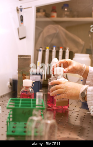Scientist working with cells and cell medium in a laminar Stock Photo