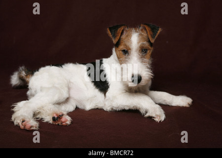 Foxterrier Welpe / Foxterrier Puppy Stock Photo
