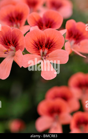 Lemon scented pelargonium (Pelargonium crispum 'Angeleyes Orange') Stock Photo