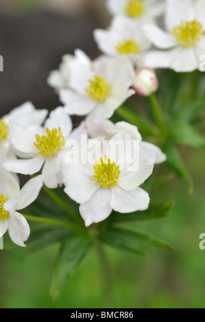 Narcissus-flowered anemone (Anemone narcissiflora) Stock Photo