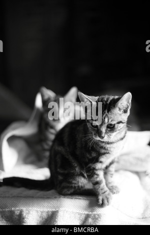 Two young kittens sitting on a white towel in black and white Stock Photo