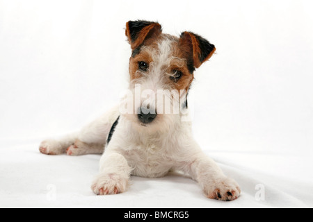 Foxterrier Welpe / Foxterrier Puppy Stock Photo