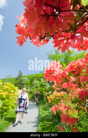 Azaleas flowering in the garden of Brantwood House, the home of John Ruskin the artist, on the shores of Coniston Water Stock Photo