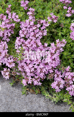 Thyme (Thymus doerfleri 'Bressingham Seedling') Stock Photo