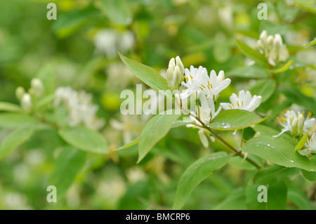 Honeysuckle (Lonicera ruprechtiana) Stock Photo