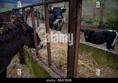 Donkey standing in the rain at a feeding trough with cow and calf. Gloucestershire. United Kingdom. Stock Photo