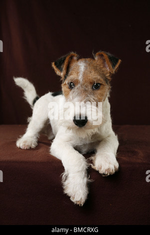 Foxterrier Welpe / Foxterrier Puppy Stock Photo