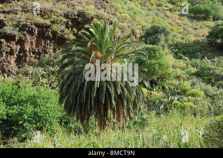 Landscape with Palm Tree, Grand Canary Island, Spain Stock Photo