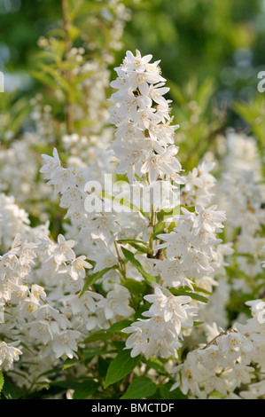 Slender deutzia (Deutzia gracilis) Stock Photo