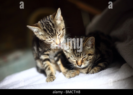 Two young kittens washing each other and sleeping.
