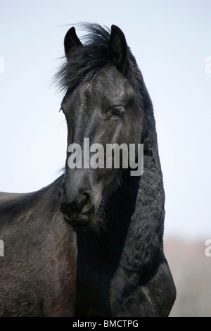 Friese Portrait / Friesian Horse Stock Photo