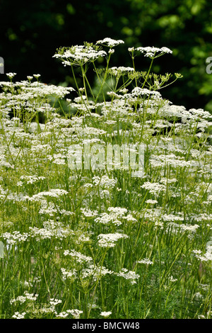 Caraway (Carum carvi) Stock Photo