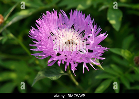 Persian cornflower (Centaurea dealbata) Stock Photo