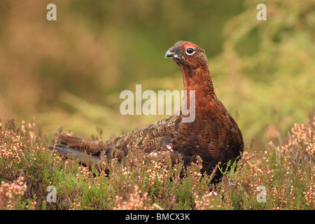Red Grouse (Lagopus lagopus scoticus) Male in heather at Lecht, Aberdeenshire, Scotland, UK Stock Photo