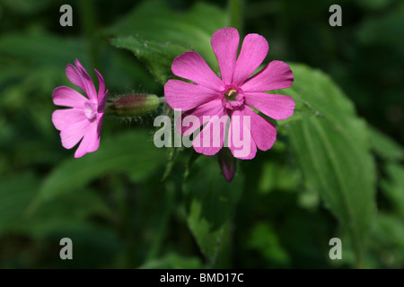 Red Campion Silene dioica Stock Photo