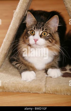 Norwegische Waldkatze / norwegian forest cat Stock Photo