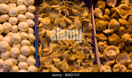 SELECTION OF MUSHROOMS CEPS ON A STALL  IN BARCELONA LA BOQUERIA MARKET SPAIN EUROPE Stock Photo