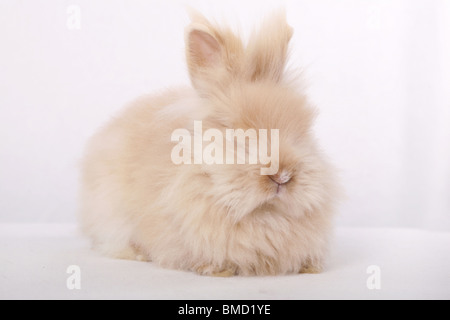 Teddyzwerg / pygmy bunny Stock Photo