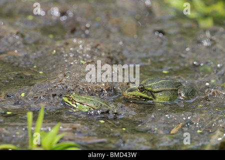 Green frog (Rana esculenta) & pool frog (Rana lessonae) in shallow water Stock Photo