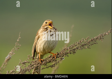 Corn Bunting in southern Kazakhstan, Central Asia Stock Photo