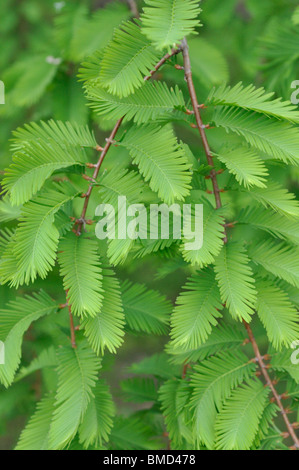 Dawn Redwood Metasequoia Glyptostroboides Stock Photo Alamy