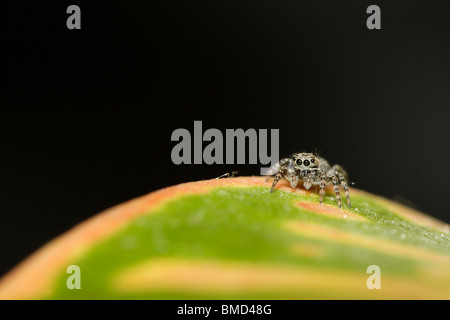 Jumping spider (family Salticidae) on the leaf. Stock Photo