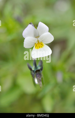 Field pansy (Viola arvensis) Stock Photo