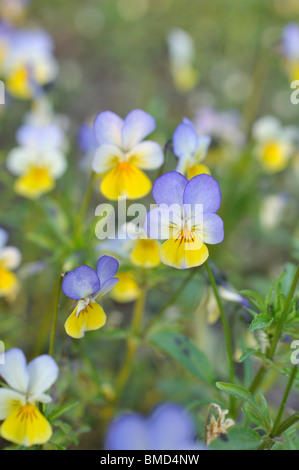 Wild pansy (Viola tricolor) Stock Photo