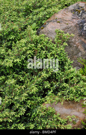 Dwarf juniper (Juniperus communis subsp. alpina) Stock Photo