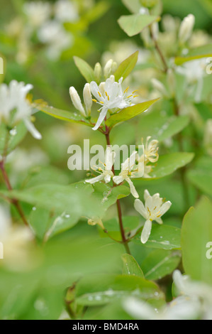 Honeysuckle (Lonicera ruprechtiana) Stock Photo