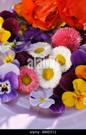 Common daisy (Bellis perennis), horned pansies (Viola cornuta) and turban buttercup (Ranunculus asiaticus 'Gambit Mix'), cut flowers on a plate Stock Photo