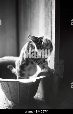 A young kitten playing inside a large cast-iron pot. Stock Photo