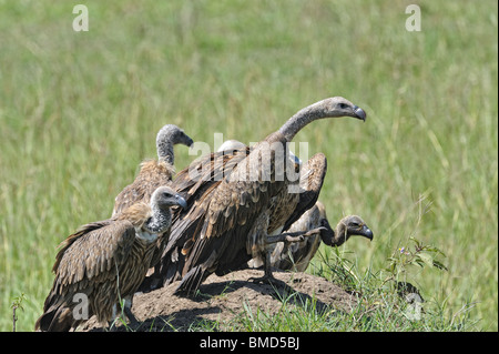 Group of African White-backed Vultures, Gyps africanus, Masai Mara National Reserve, Kenya Stock Photo