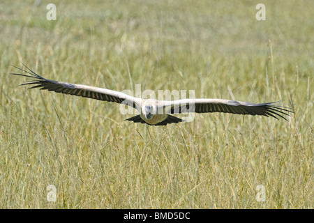 African White-backed Vulture in flight, Gyps africanus, Masai Mara National Reserve, Kenya Stock Photo