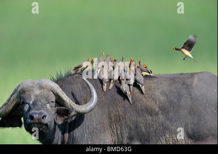 African Cape Buffalo, Syncerus caffer, with Yellow-billed Oxpeckers, Buphagus africanus, Masai Mara National Reserve, Kenya Stock Photo