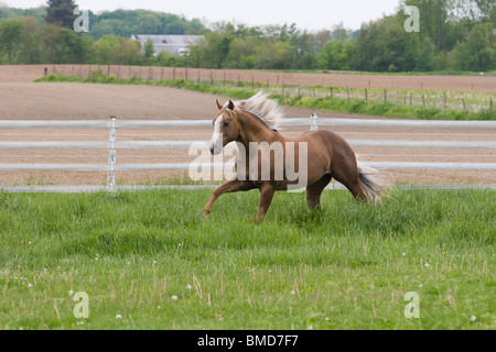 Palomino stallion running in a field Stock Photo