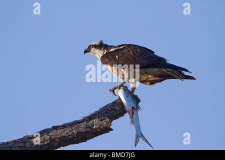 Osprey (Pandion haliaetus) with a caught fish. Stock Photo