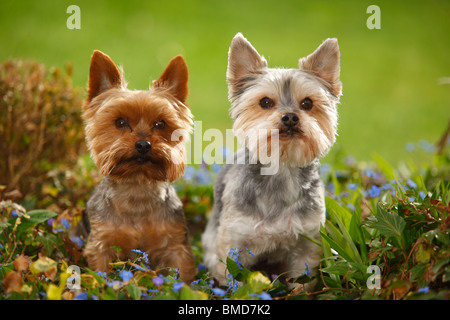 Yorkshire Terrier and Mixed Breed Dog (Yorkshire Maltese crossbred) Stock Photo