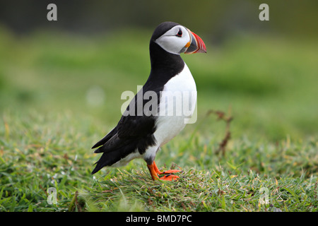 Atlantic Puffin (Fratercula arctica) adult, breeding season, Skomer Island, Pembrokeshire, Wales Stock Photo