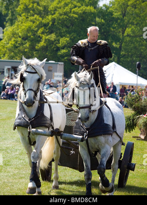 Stunt rider with two white horses in a demonstration of Roman Chariot Racing in a country fair North Yorkshire England Stock Photo