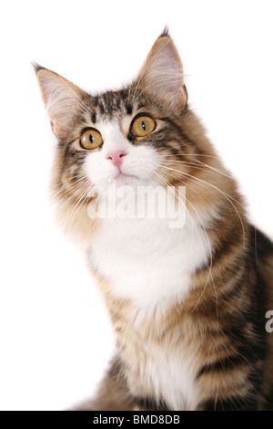 Norwegische Waldkatze / norwegian forest cat Stock Photo