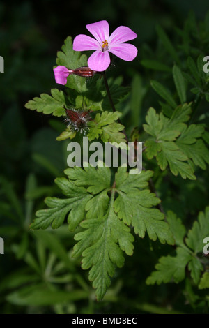 Herb Robert Geranium robertianum Taken at Martin Mere WWT, Lancashire, UK Stock Photo